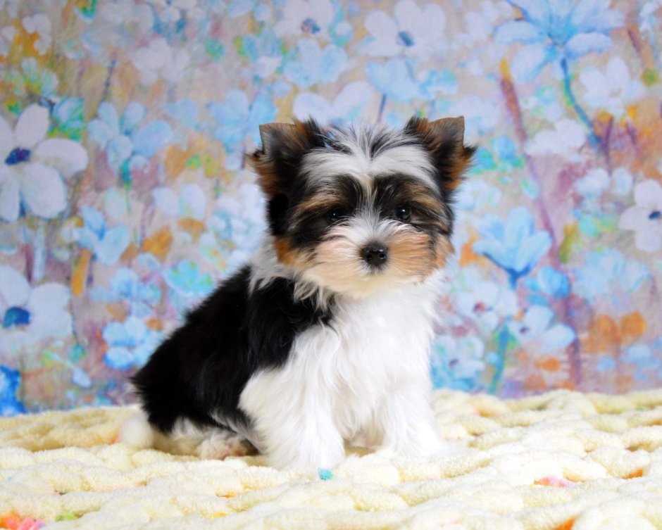 Бивер Йорк расцветка