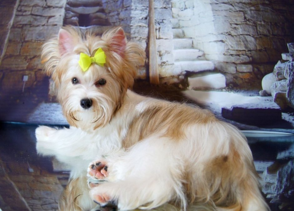 Щенки голдаст Йорка