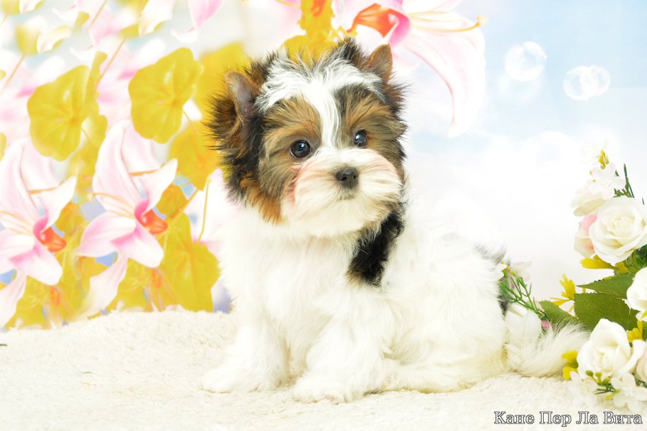 Бивер Йорк щенок играет фото на белом фоне