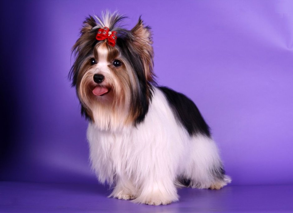 Бивереркширский терьер