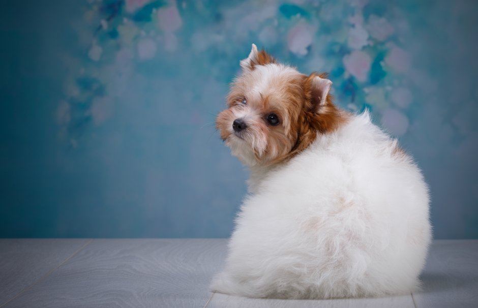 Обои на рабочий стол красивые большие на весь экран бесплатно Бивер