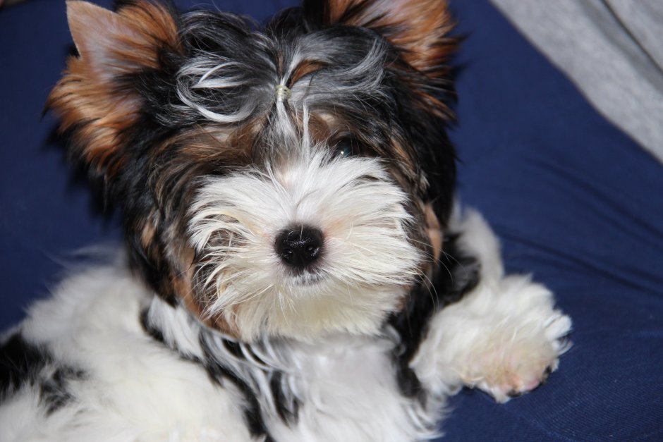 Бивер Йорк стандарт