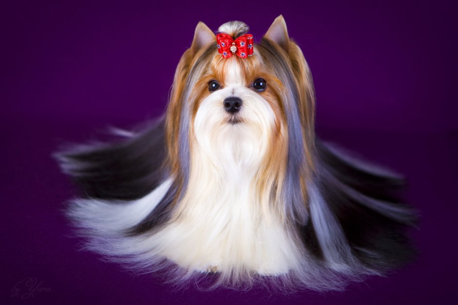 Бивер-Йоркширский терьер стандарт