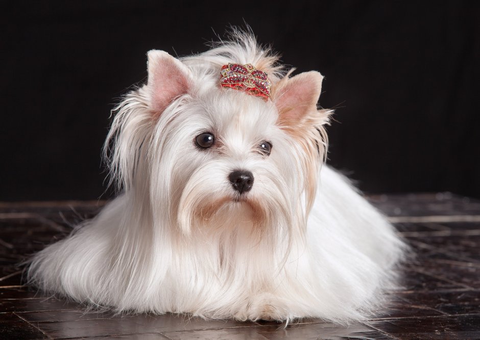 Йоркширский терьер Бивер Новорожденные