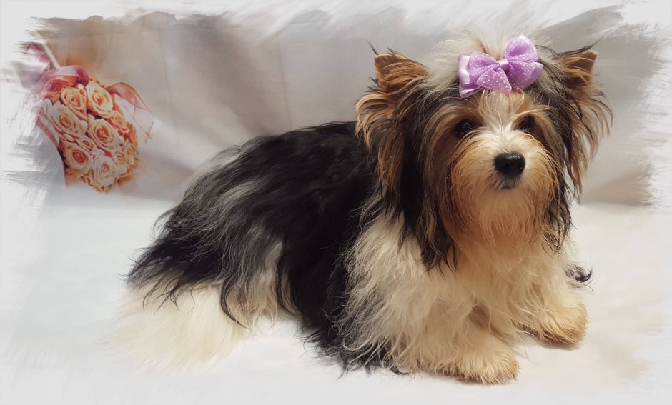 Бивер-Йоркширский терьер стандарт