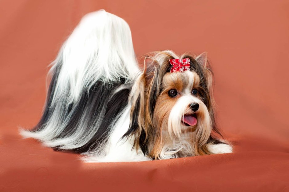 Бивер-Йоркширский терьер белый