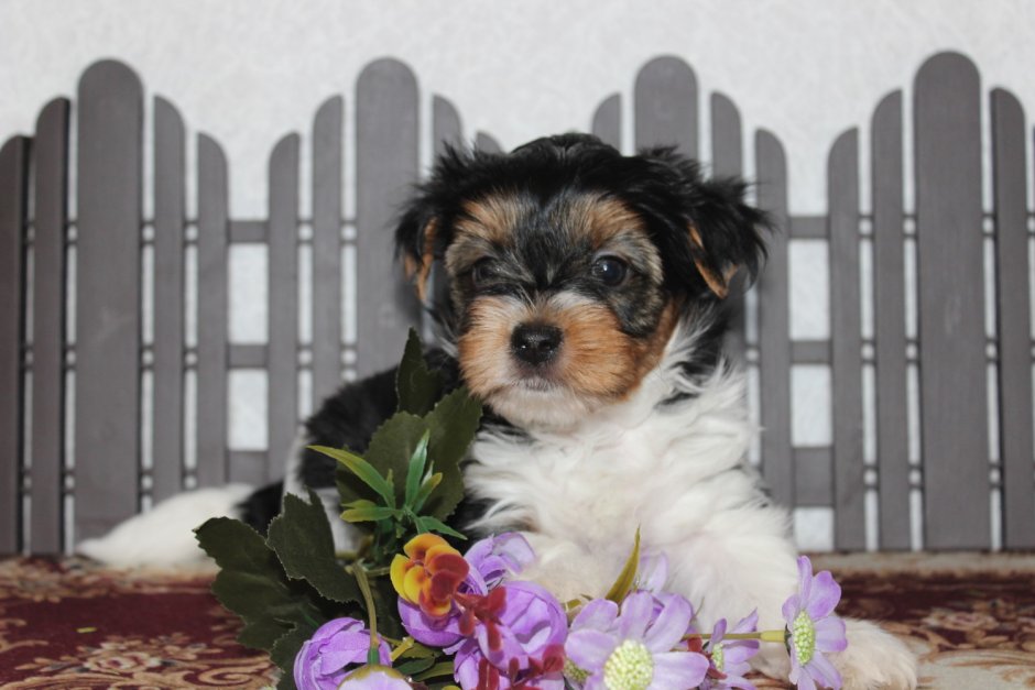 Бивер-Йоркширский терьер 1 месяц