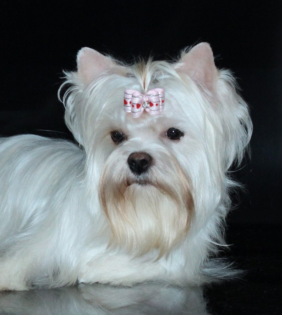 Голддаст Йоркшир терьер