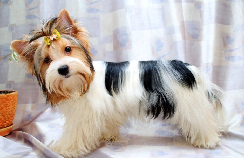 Бивер-Йоркширский терьер