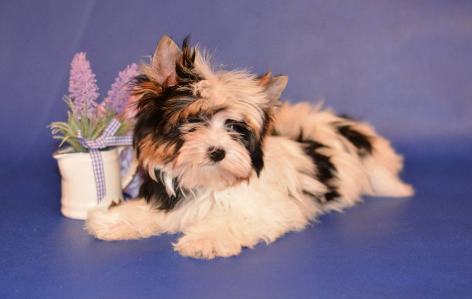 Бивер Йоркширский голдаст