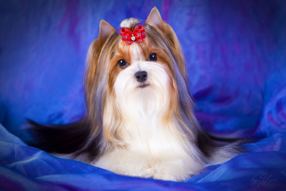 Бивереркширский терьер