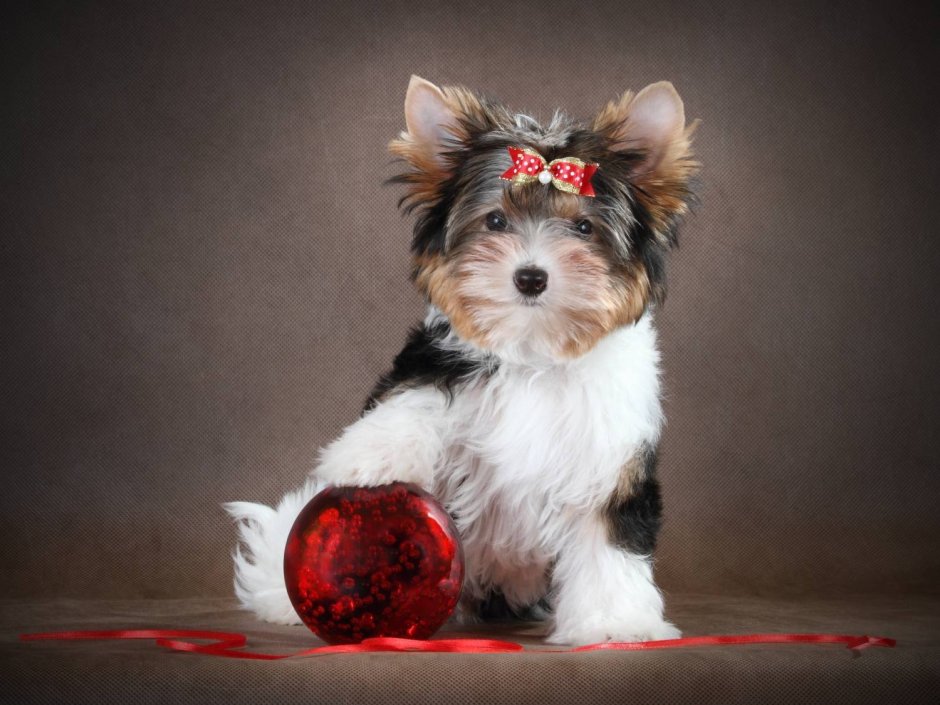 Бивер-Йоркширский терьер черный