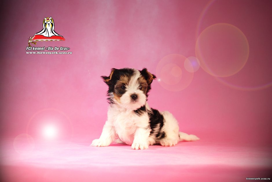 Бивер Йорк черный