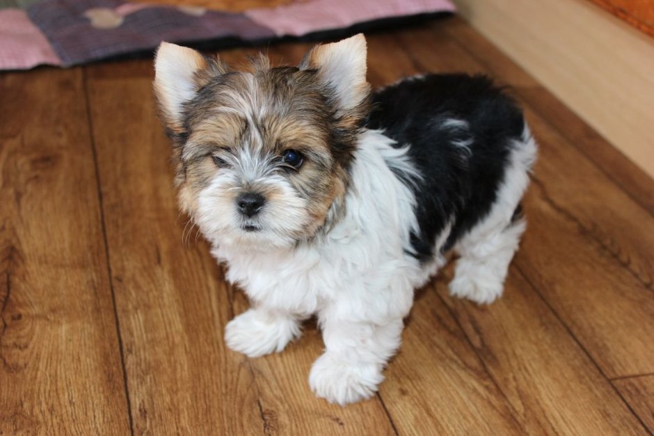 Бивер-Йоркширский терьер подстриженный