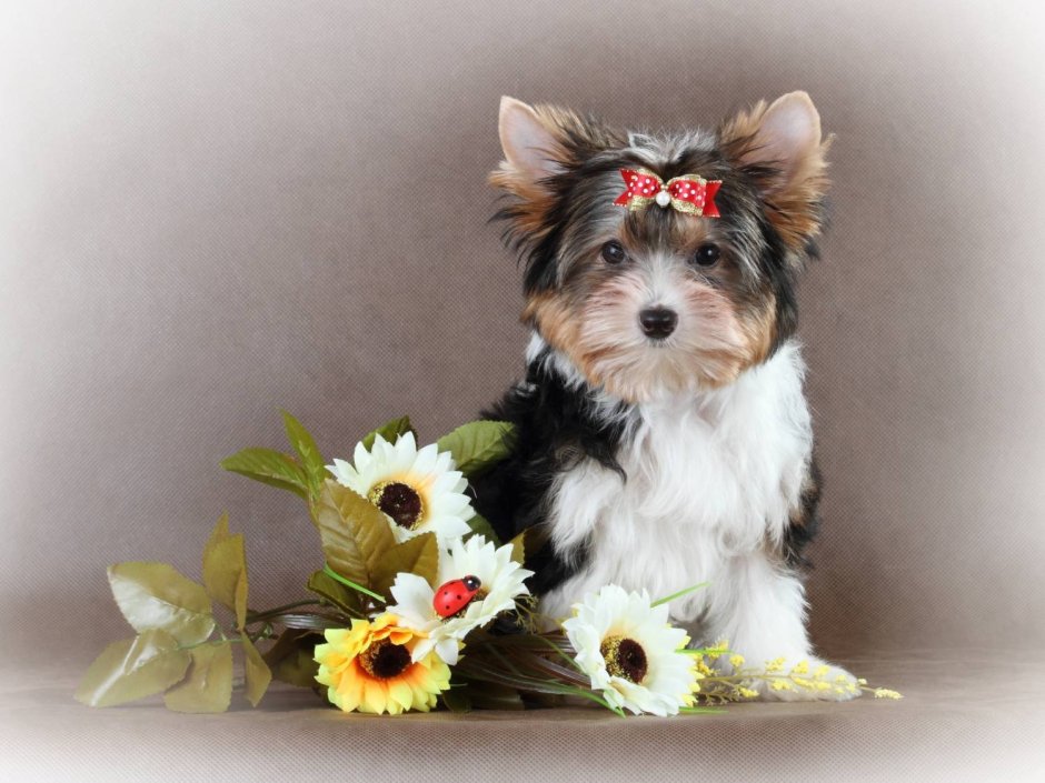 Бивер-Йоркширский терьер