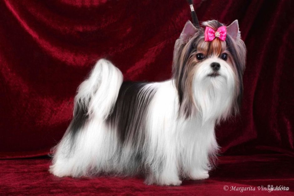 Бивер Йоркширский Терье