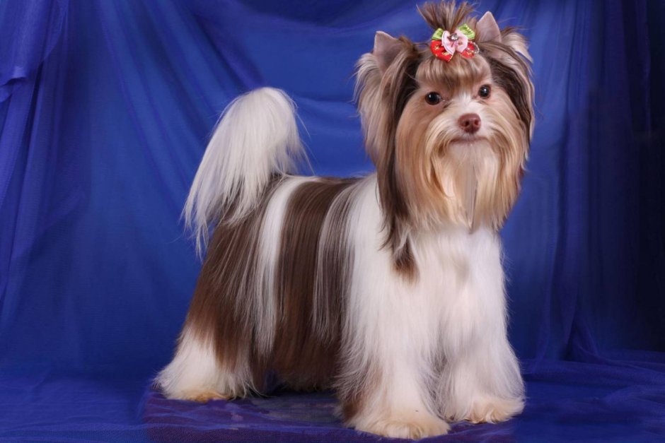 Малберри Йоркширский терьер