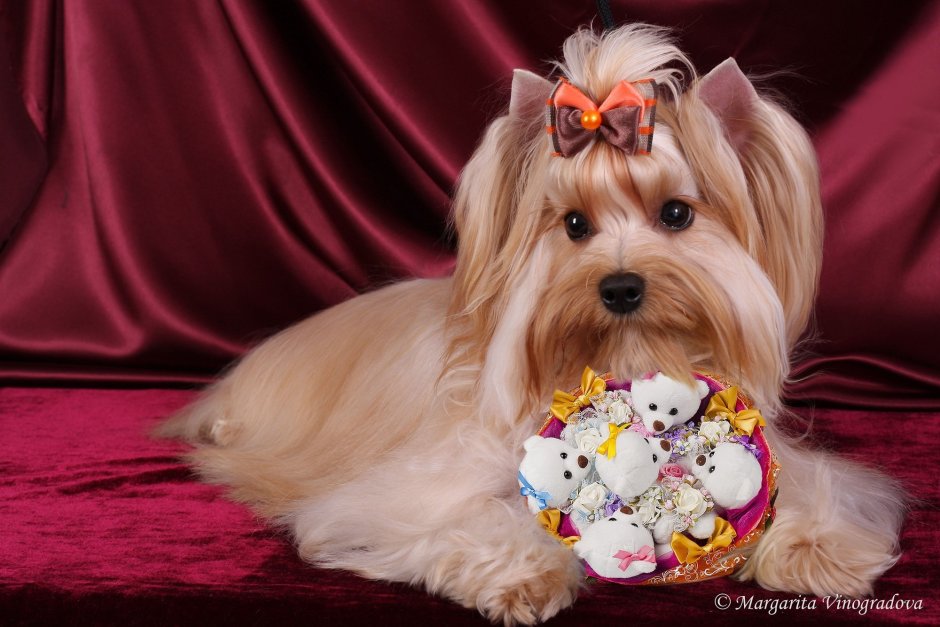 Йоркширский голдаст терьер белый