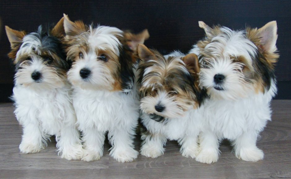 Бивер терьер щенок