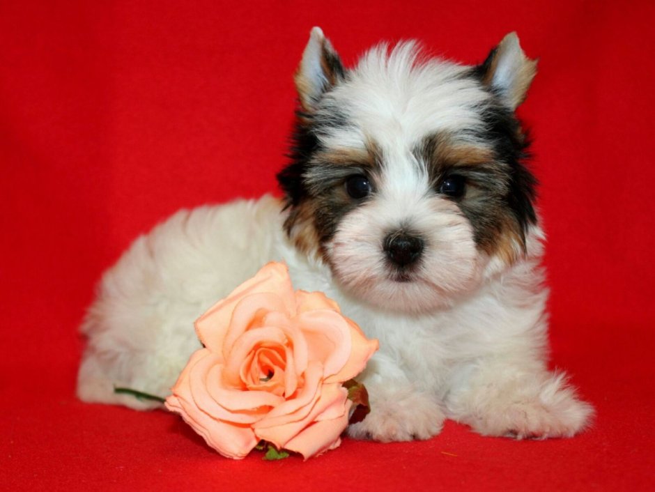 Бивер-Йоркширский терьер