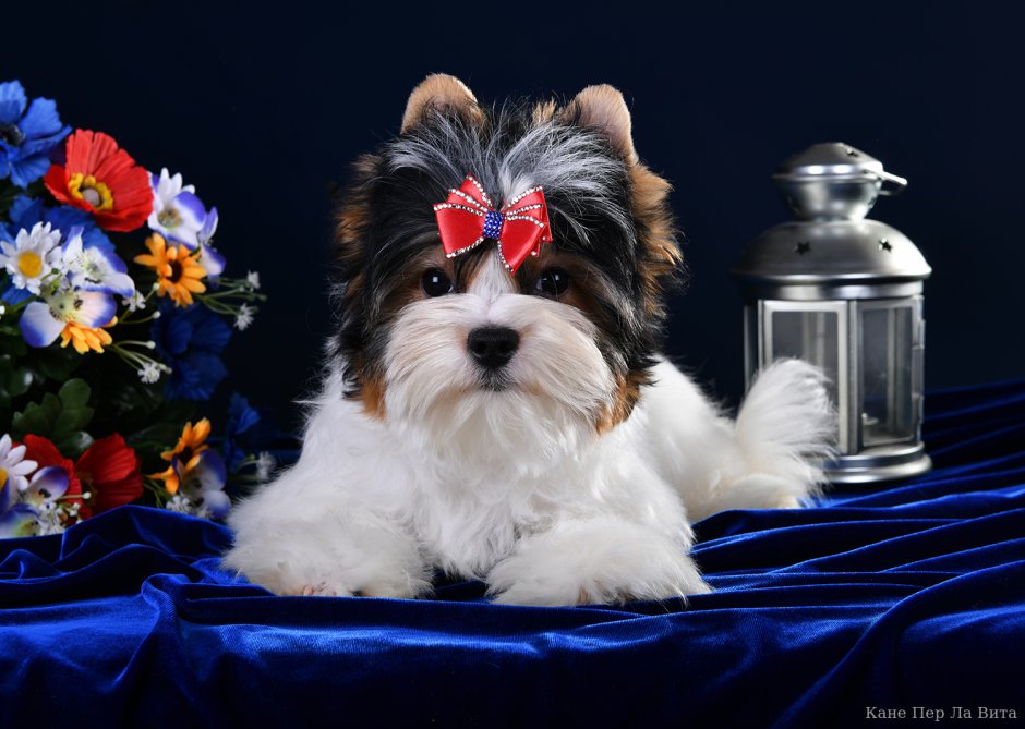 Бивер-Йоркширский терьер