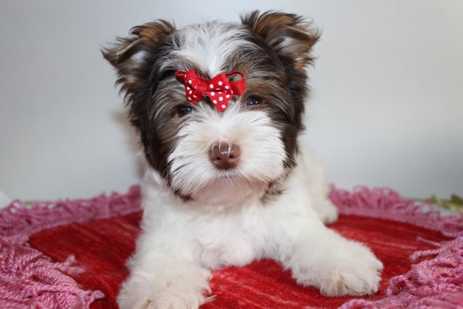 Бивер-Йоркширский терьер