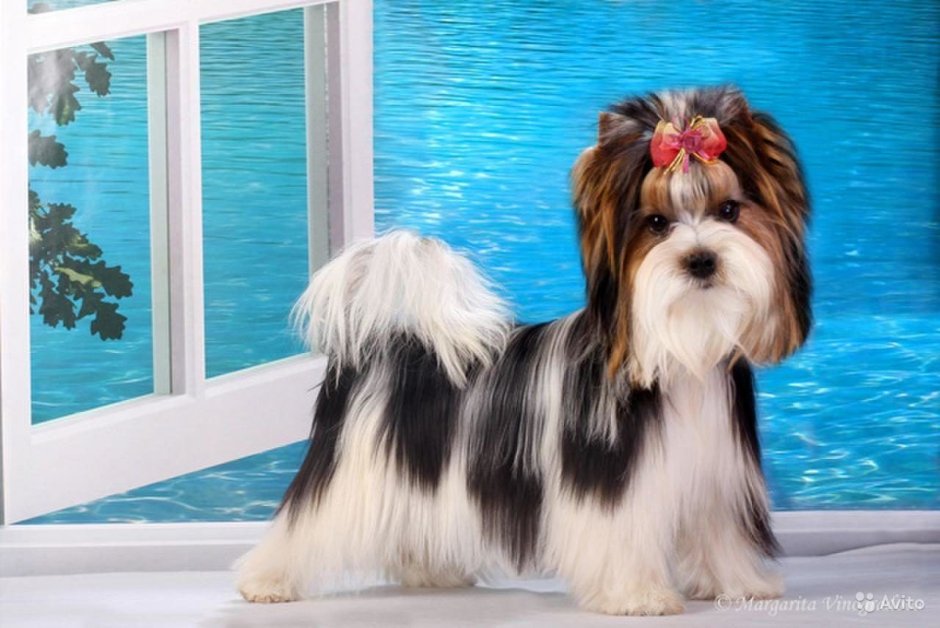 Бивер-Йоркширский терьер