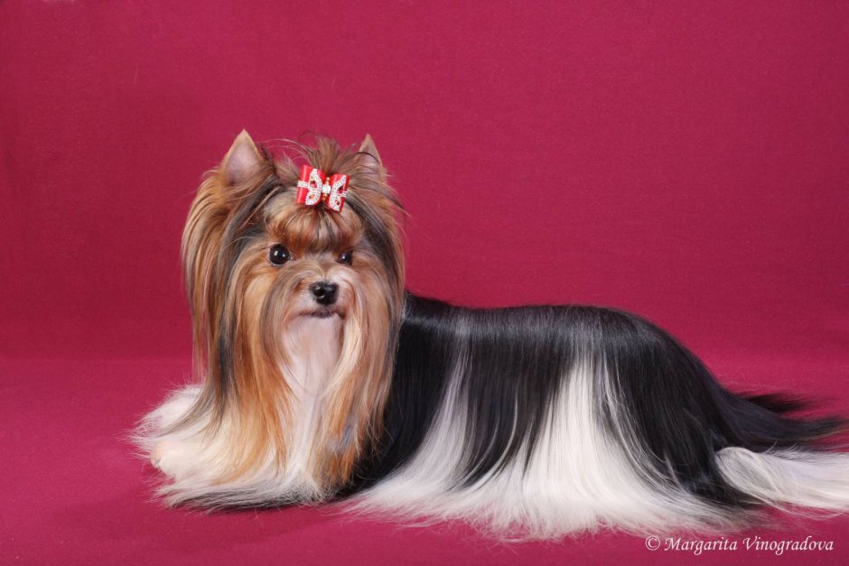 Бивер-Йоркширский терьер стрижки