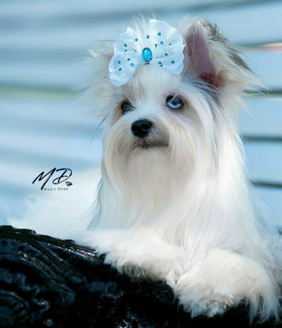 Бивер голубоглазый