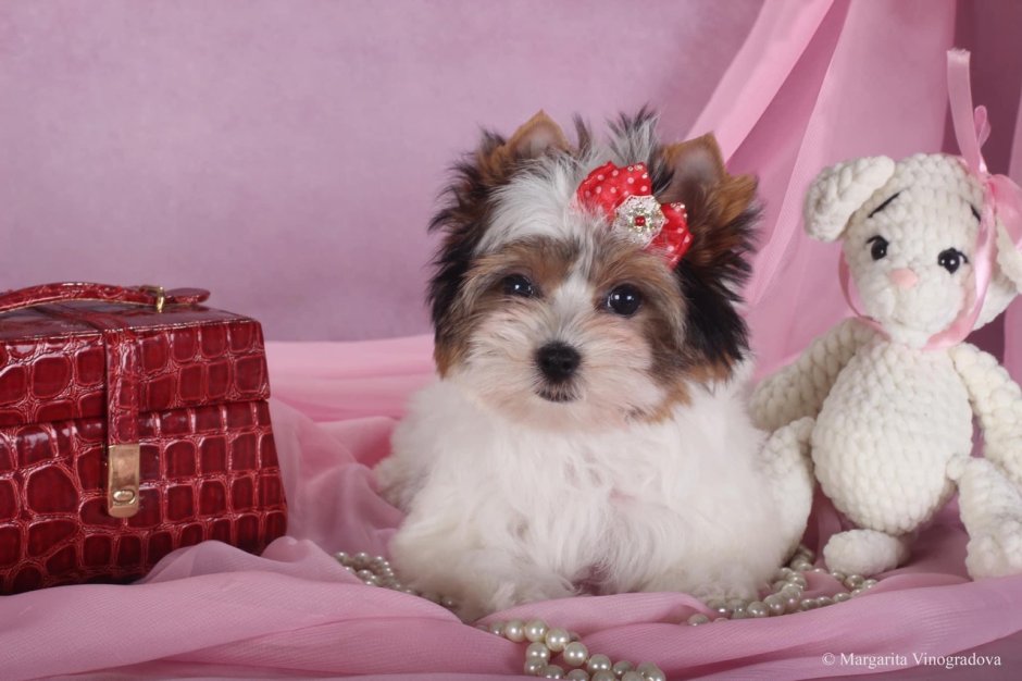 Бивер-Йоркширский терьер