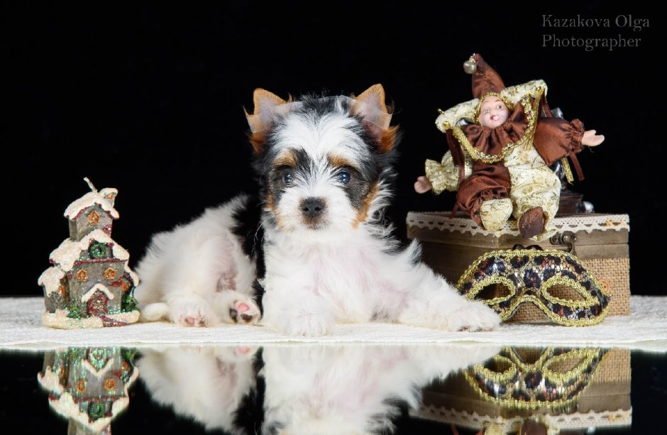 Бивер Йорк рыжий с белым