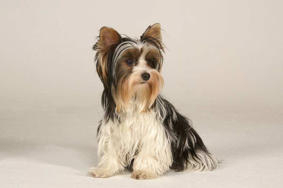 Брюнетка с йоркширским терьером