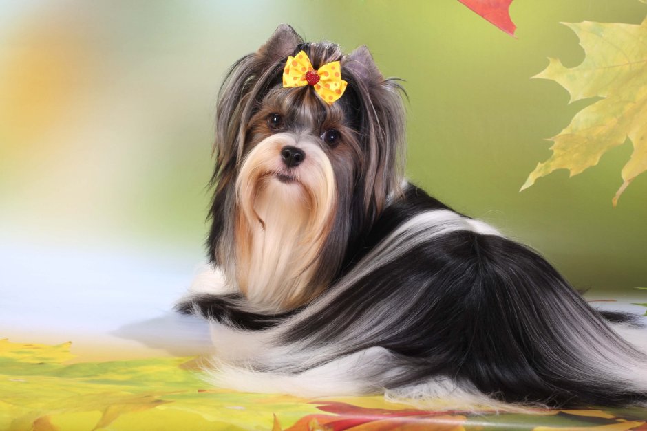 Бивереркширский терьер