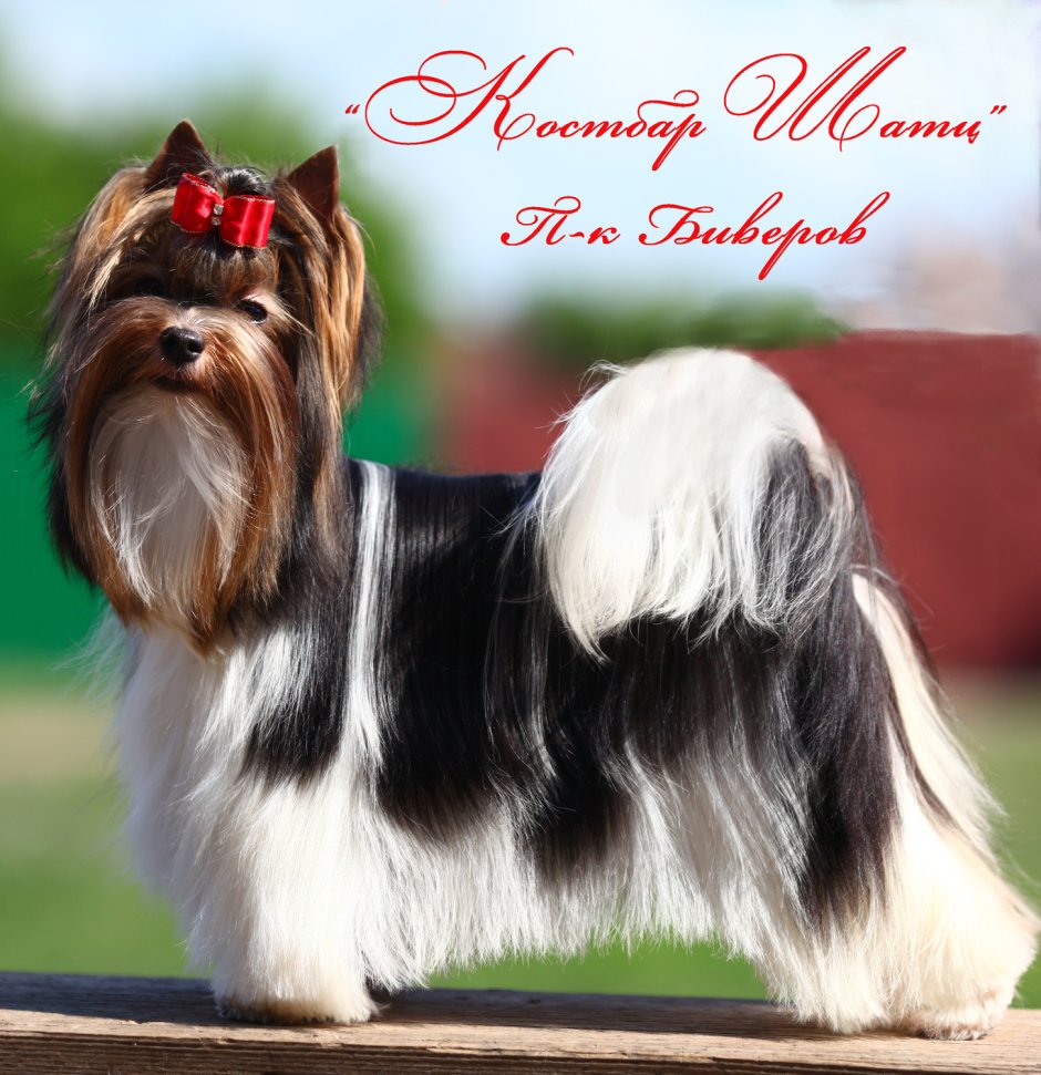 Йоркширский терьер Бивер биро