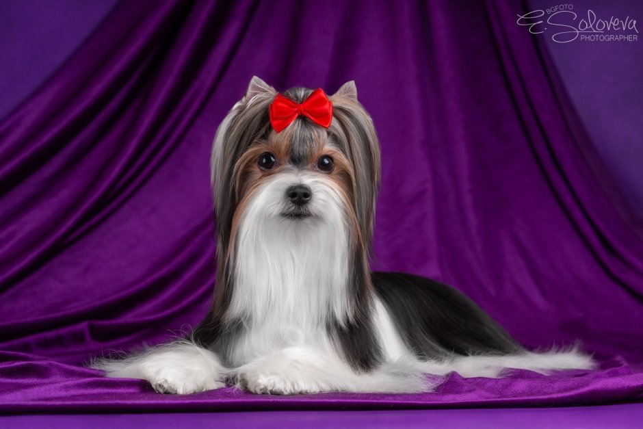 Биро и Бивер Йорк