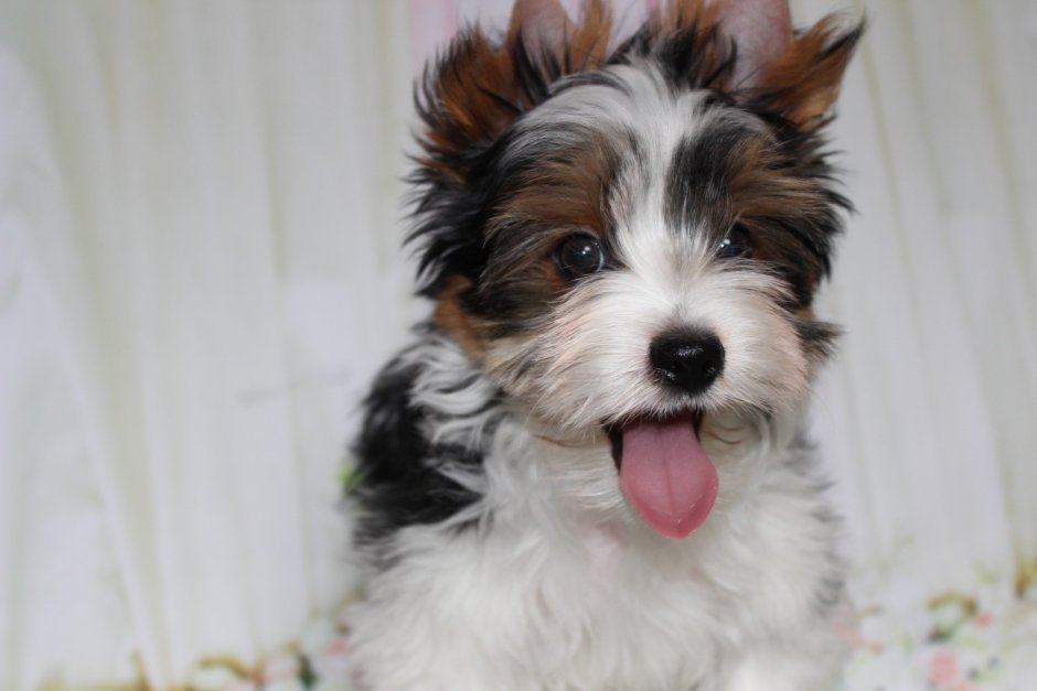 Бивереркширский терьер