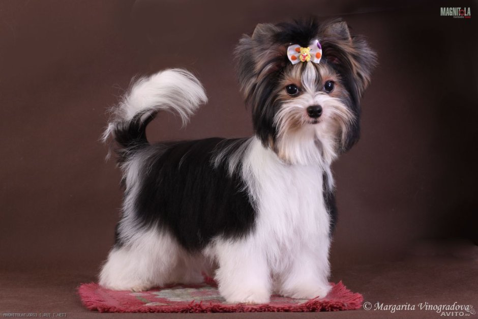 Щенок Бивер Йорка шоколад