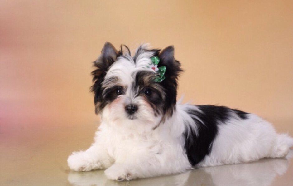 Королевский Йоркширский терьер