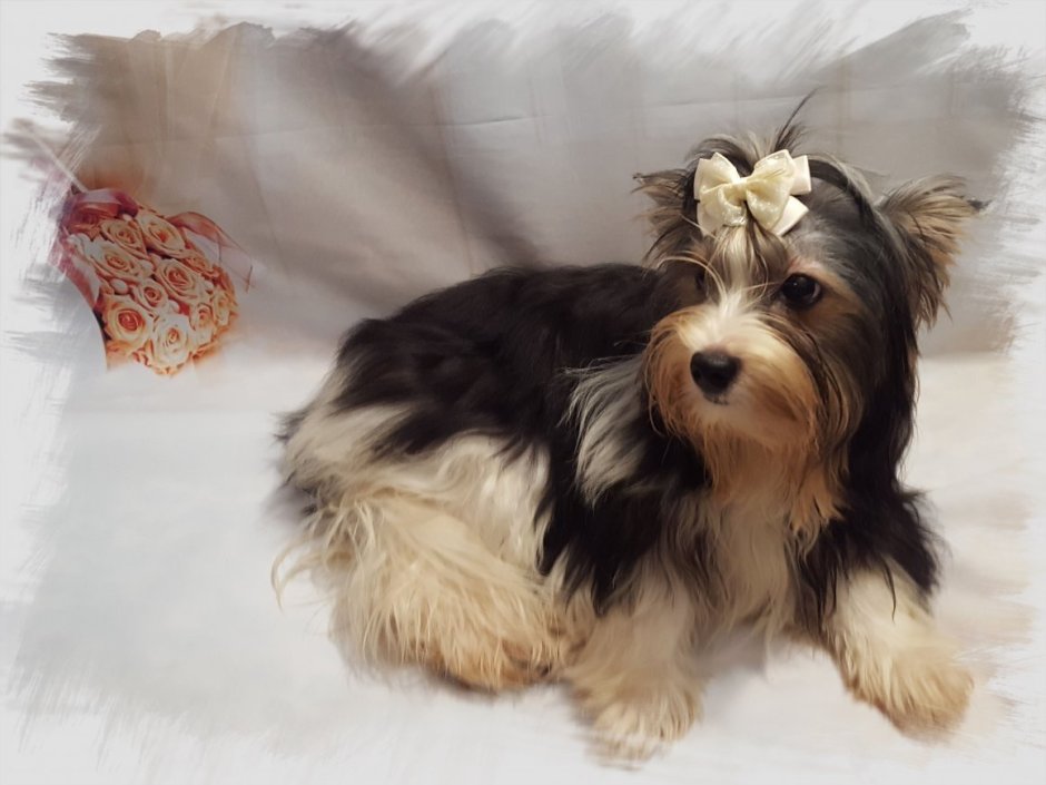 Щенок Бивер Йорка на выставке