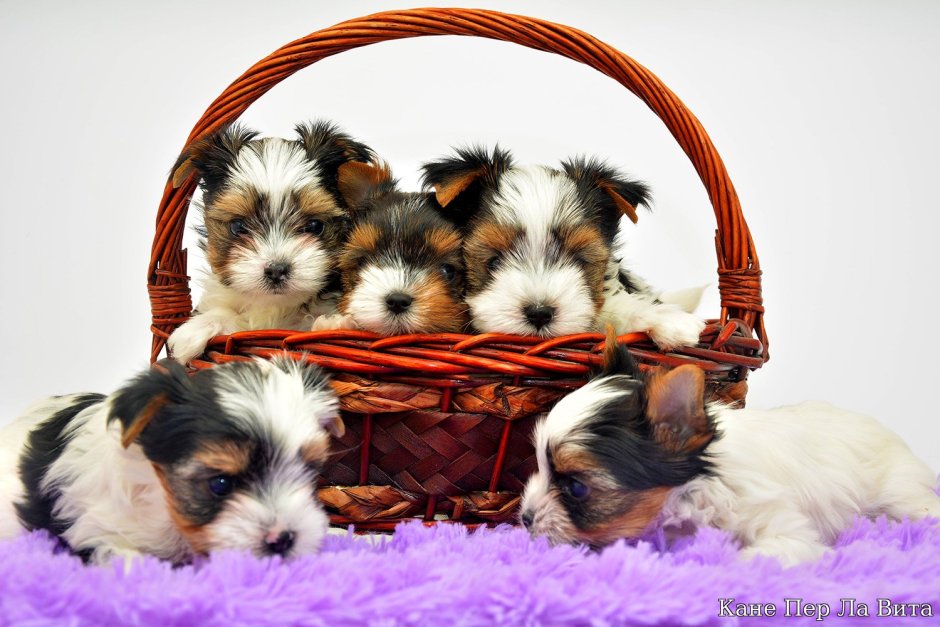 Йоркширский терьер