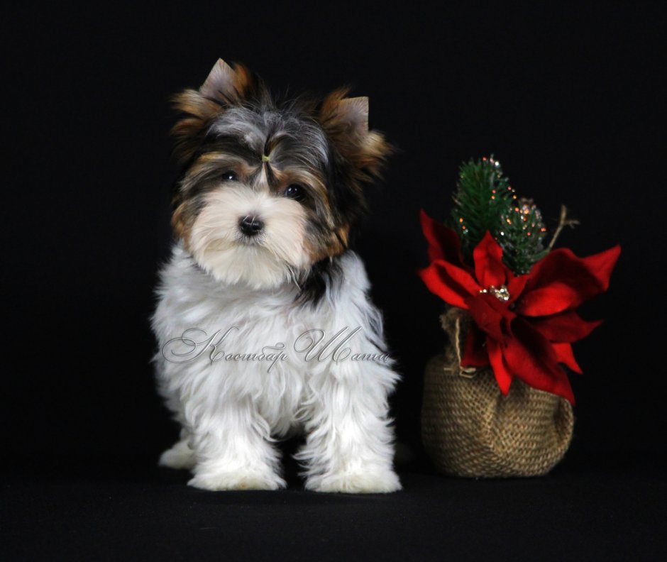 Бивер Костбар