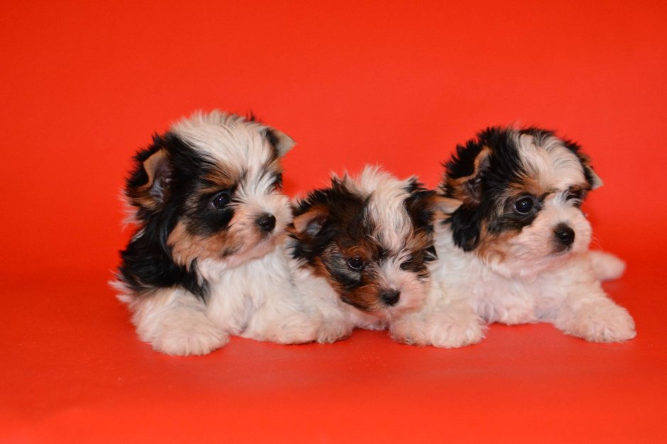 Бивер-Йоркширский терьер