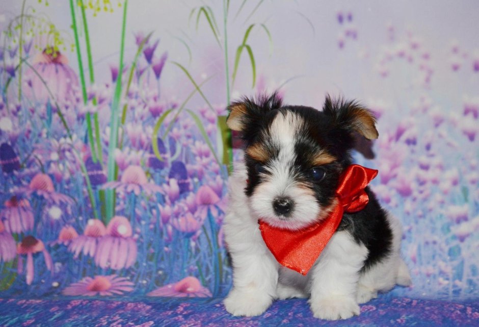 Биро и Бивер Йорк