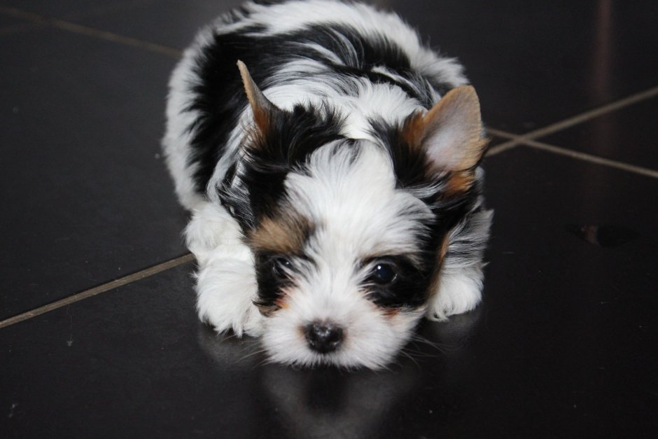 Бивер Йорк метис