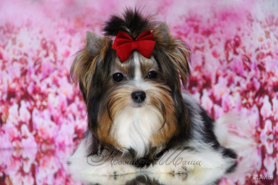 Бивер-Йоркширский терьер