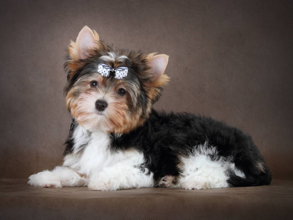 Бивер-Йоркширский терьер терьеры