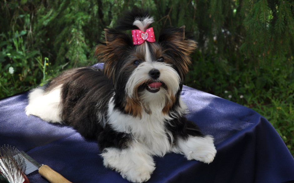 Бивер Йорк расцветка