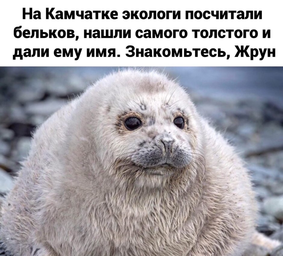 Белек жрун