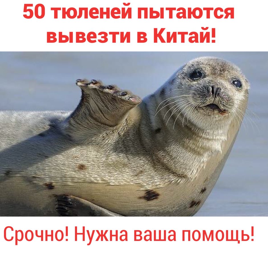 Нерпа машет
