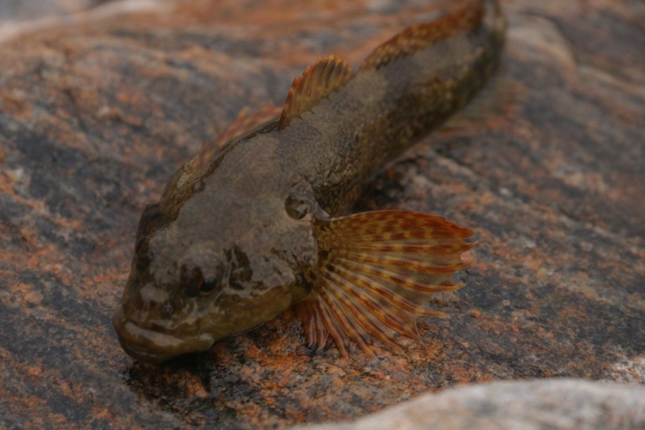 Amyloodinium ocellatum